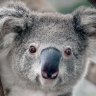 Grand Koalafornian