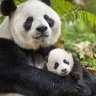 Pandafamily