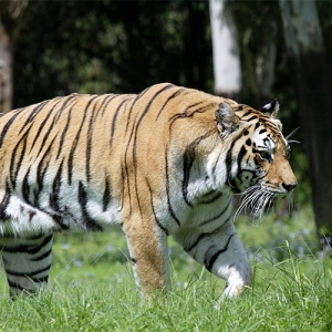 AK Tiger
