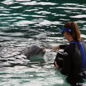 Discovery_Cove_Dolphin_Encounter_25