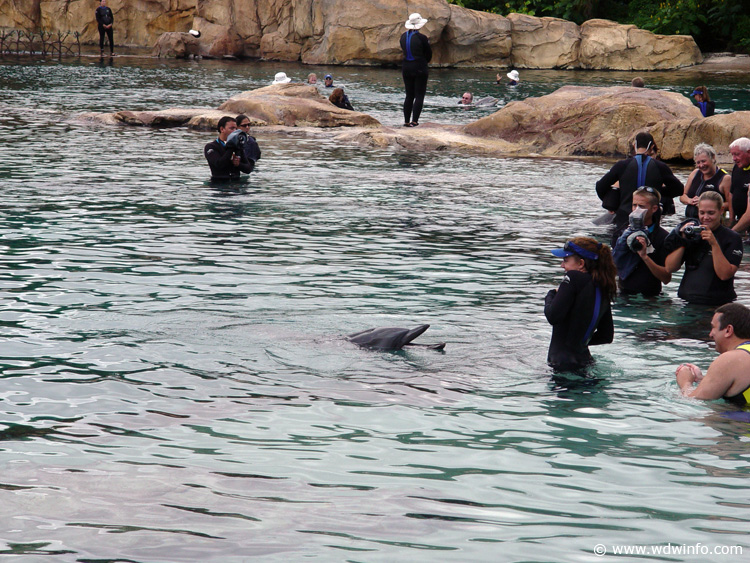 Discovery_Cove_Dolphin_Encounter_10
