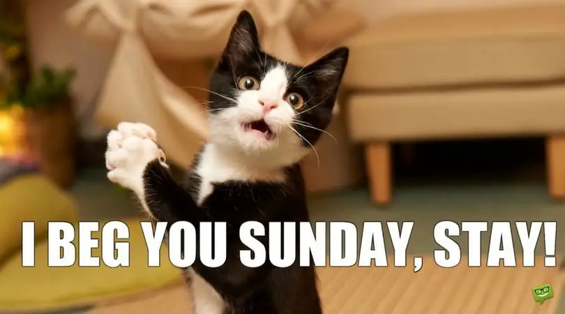 Funny-Sunday-meme-with-cat-beggin.jpg