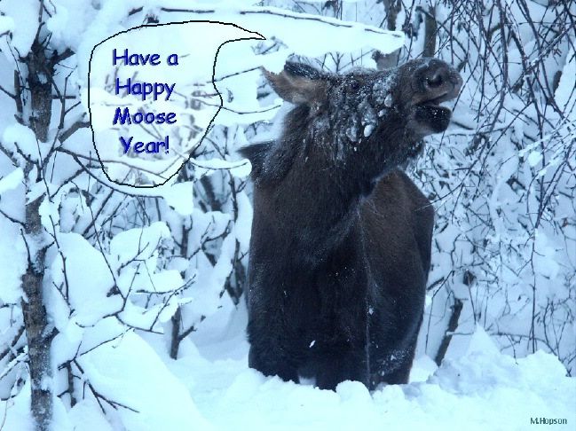happy_moose_year.jpg