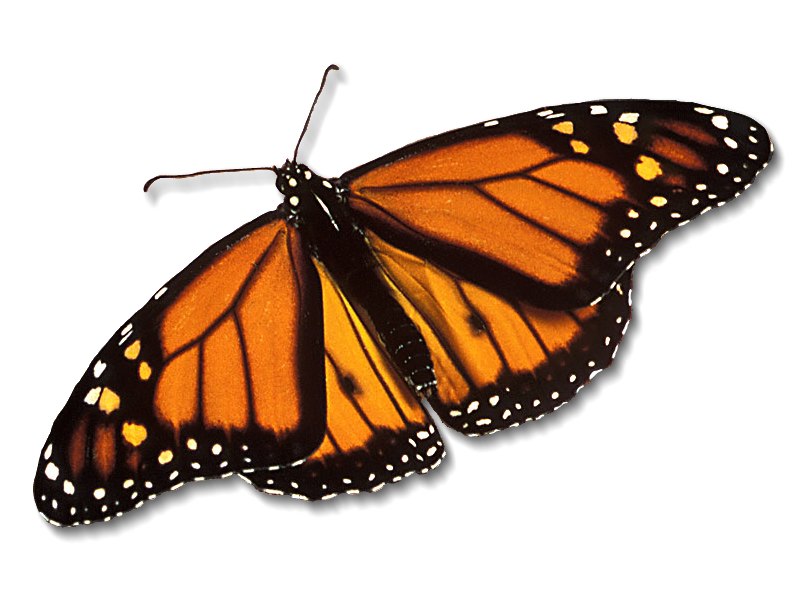 monarch-butterfly_800x600.jpg