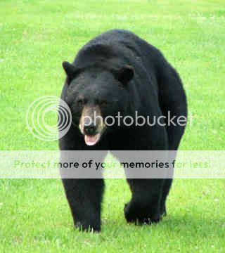 black-bear-0012.jpg