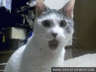Shocked-Cat.gif