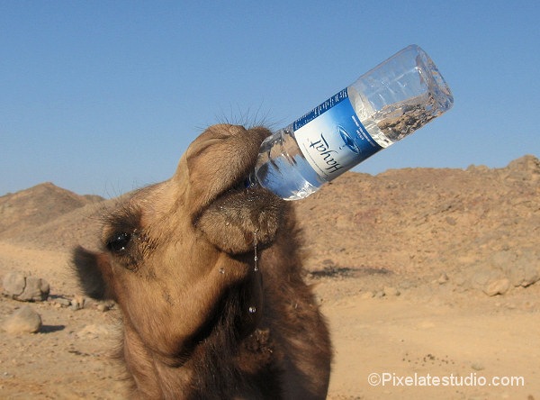 Funny Camel Photos