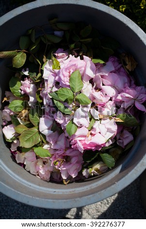 stock-photo-pink-rose-on-a-garbage-can-392276377.jpg