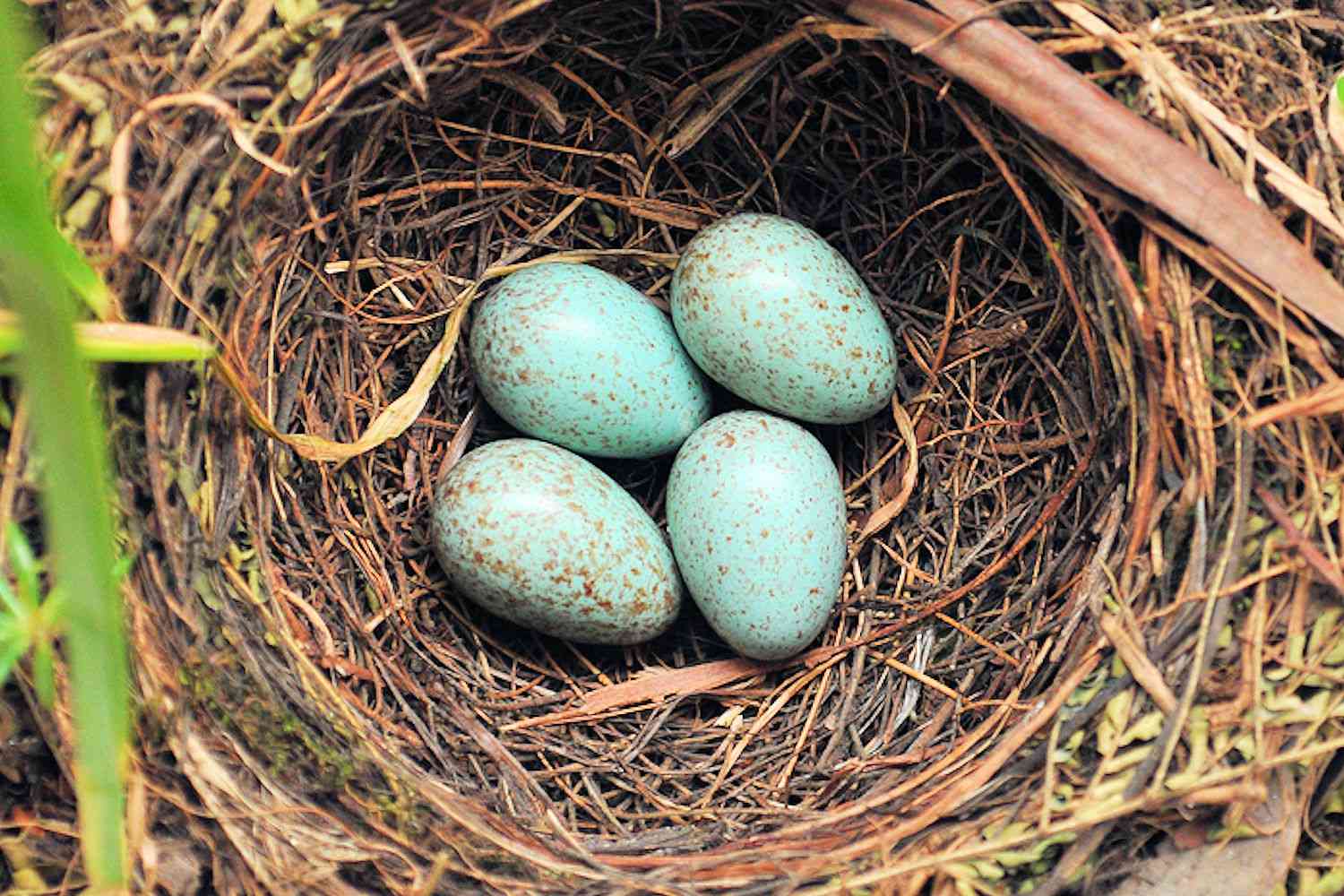 nest-eggs-5bfc1f2cc9e77c005141a39e.jpg